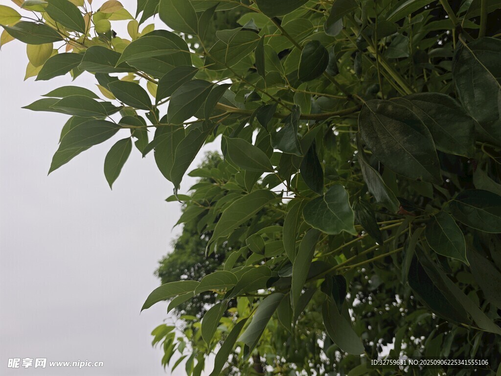 绿叶繁茂的树冠