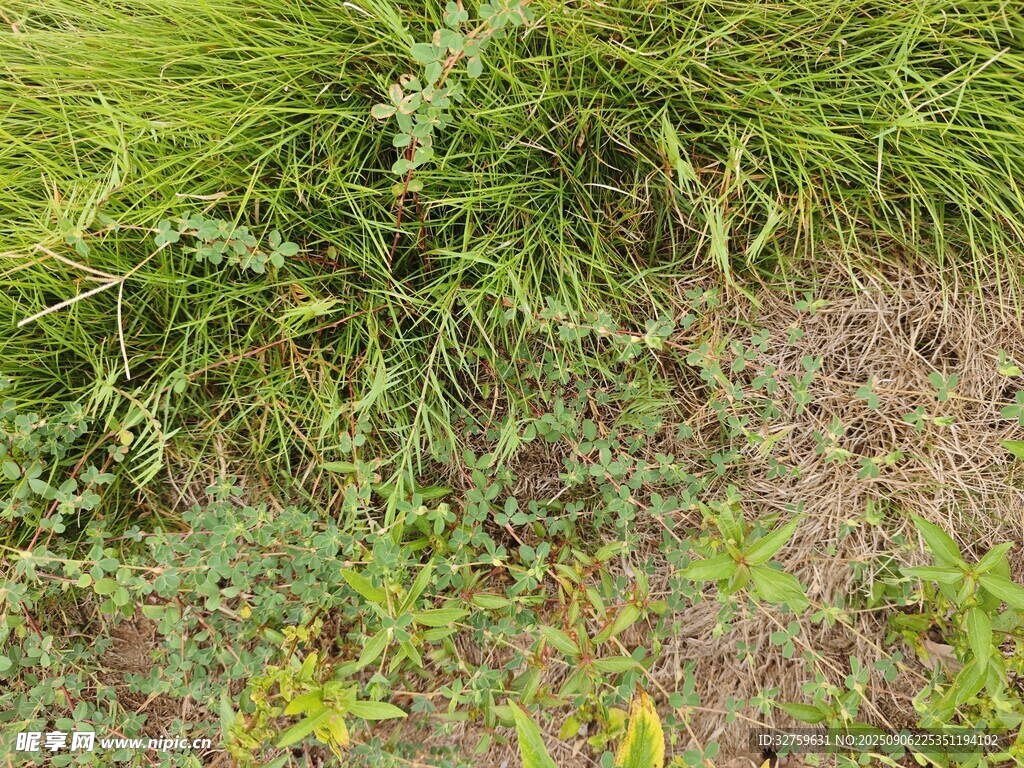 户外多样绿色植物景观