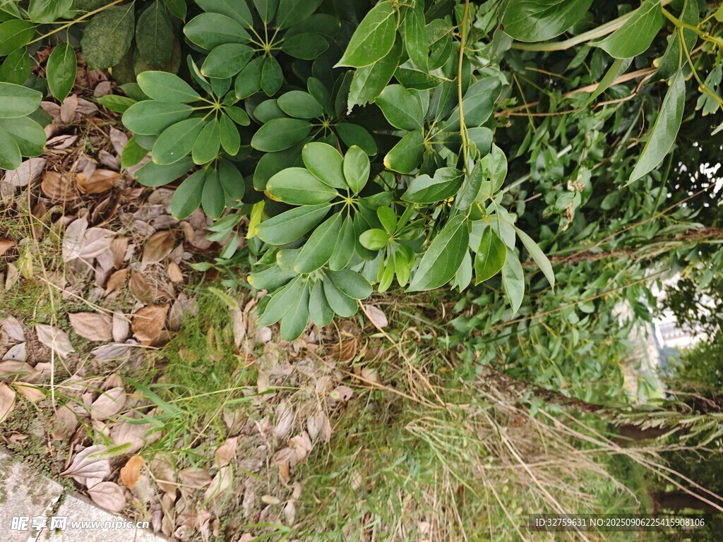 地面绿植与枯叶景象