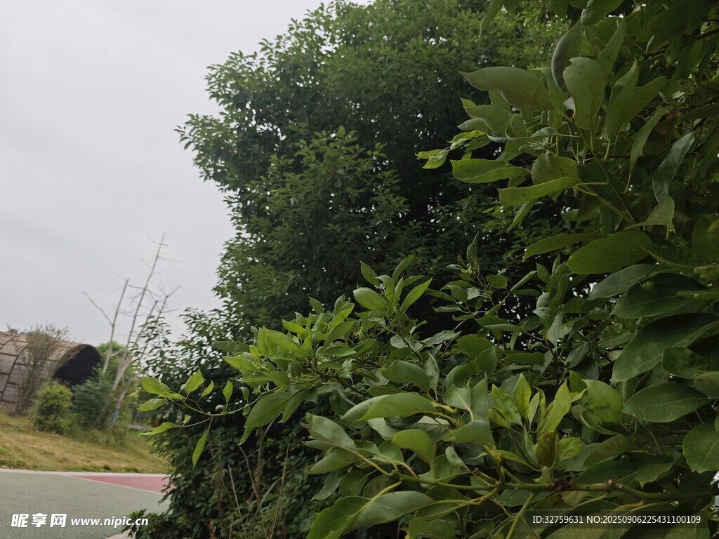 路边葱郁绿植景观