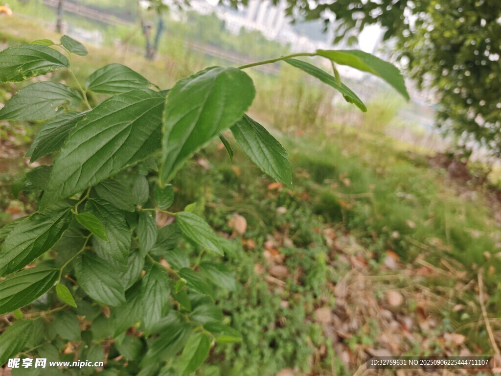 野外绿植特写