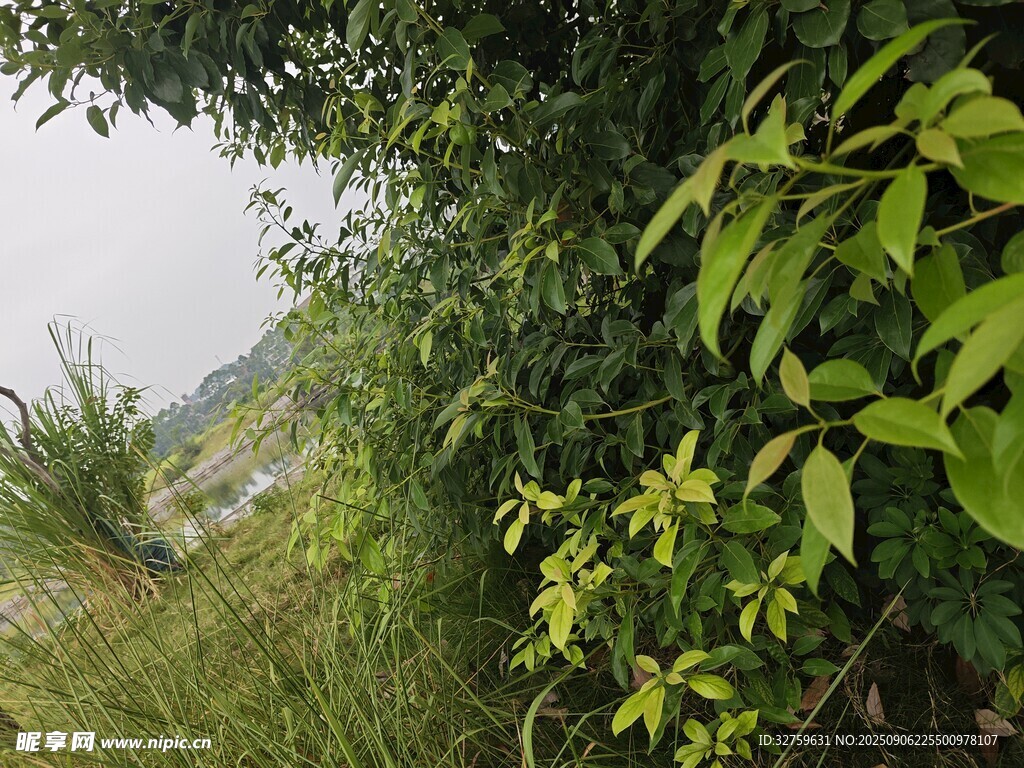 绿意盎然的野外植物景观