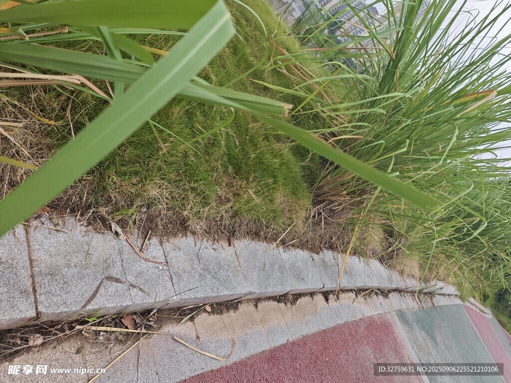 墙边绿植特写
