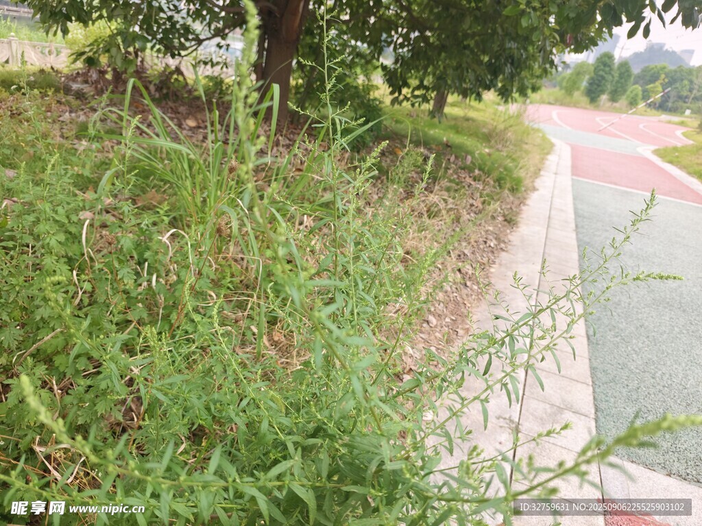 路边绿植与跑道景观