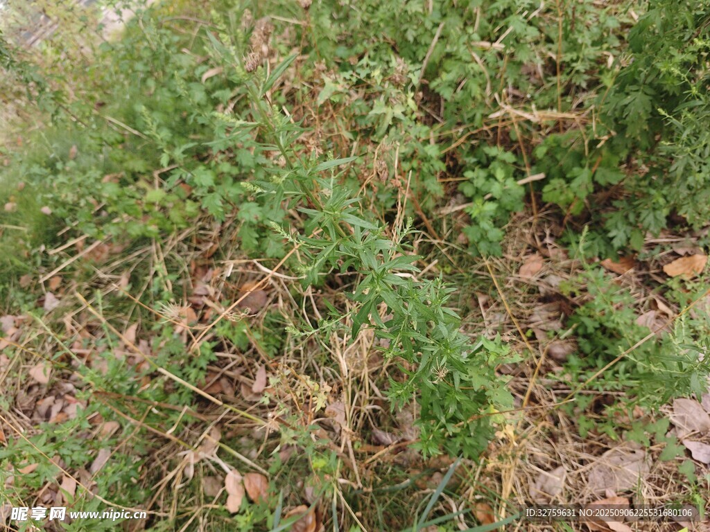 野外丛生的绿色植物