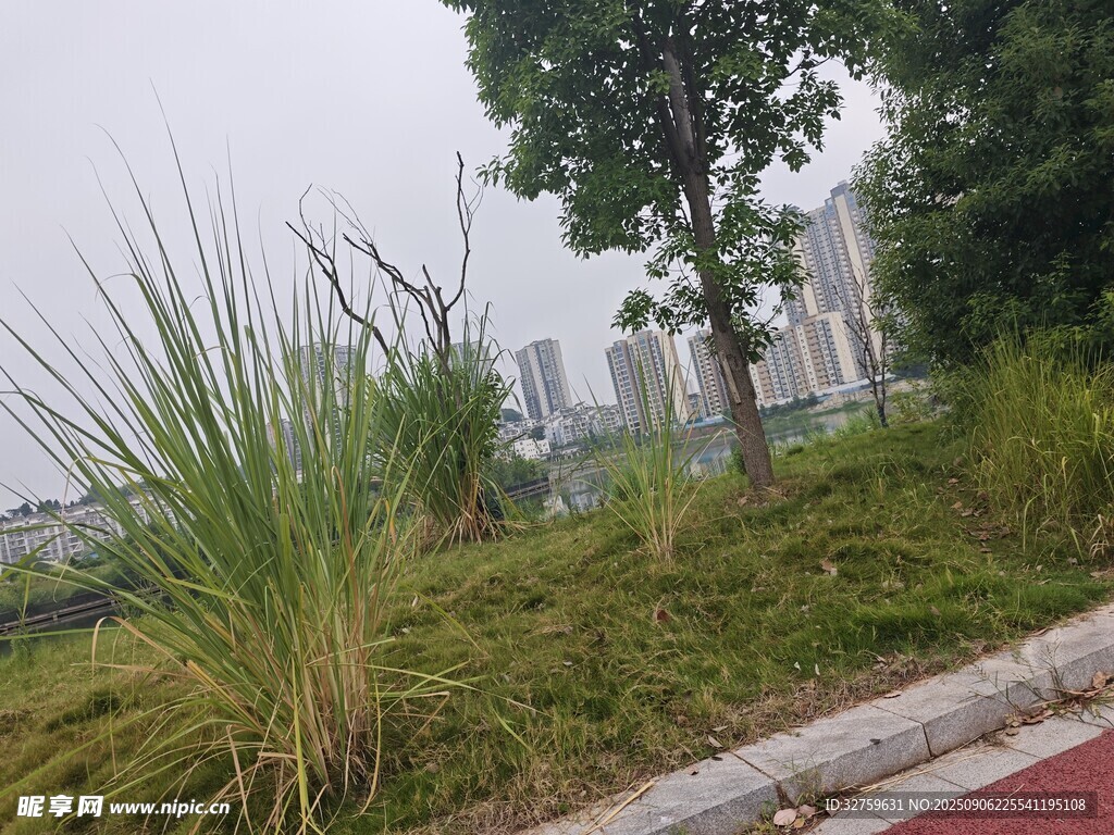 城市路边的绿植景观