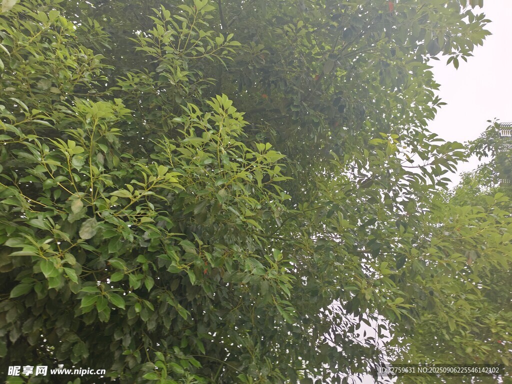 茂密绿叶的繁茂树木