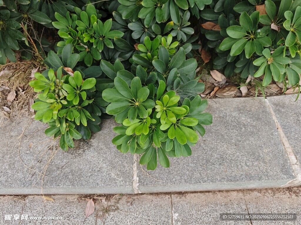 石板间生长的翠绿植物