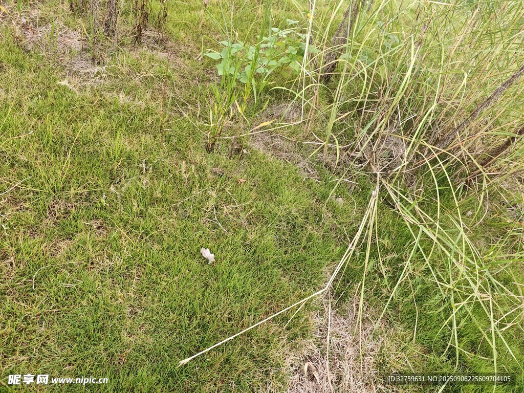 野外草地景象