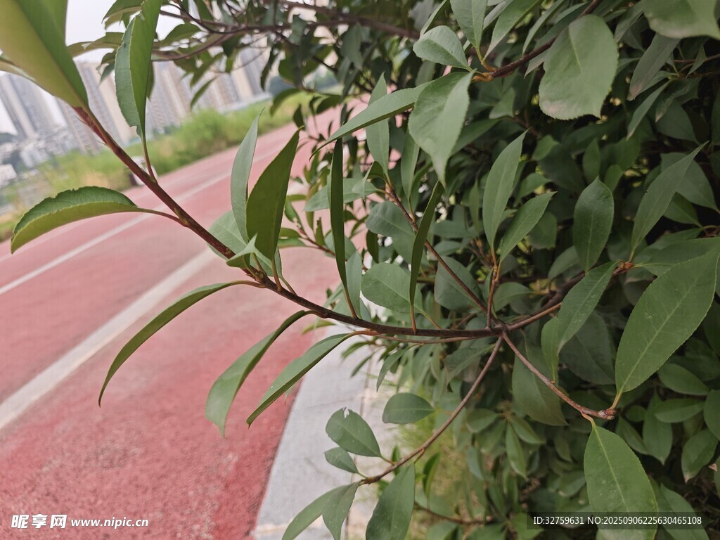 路边绿植特写