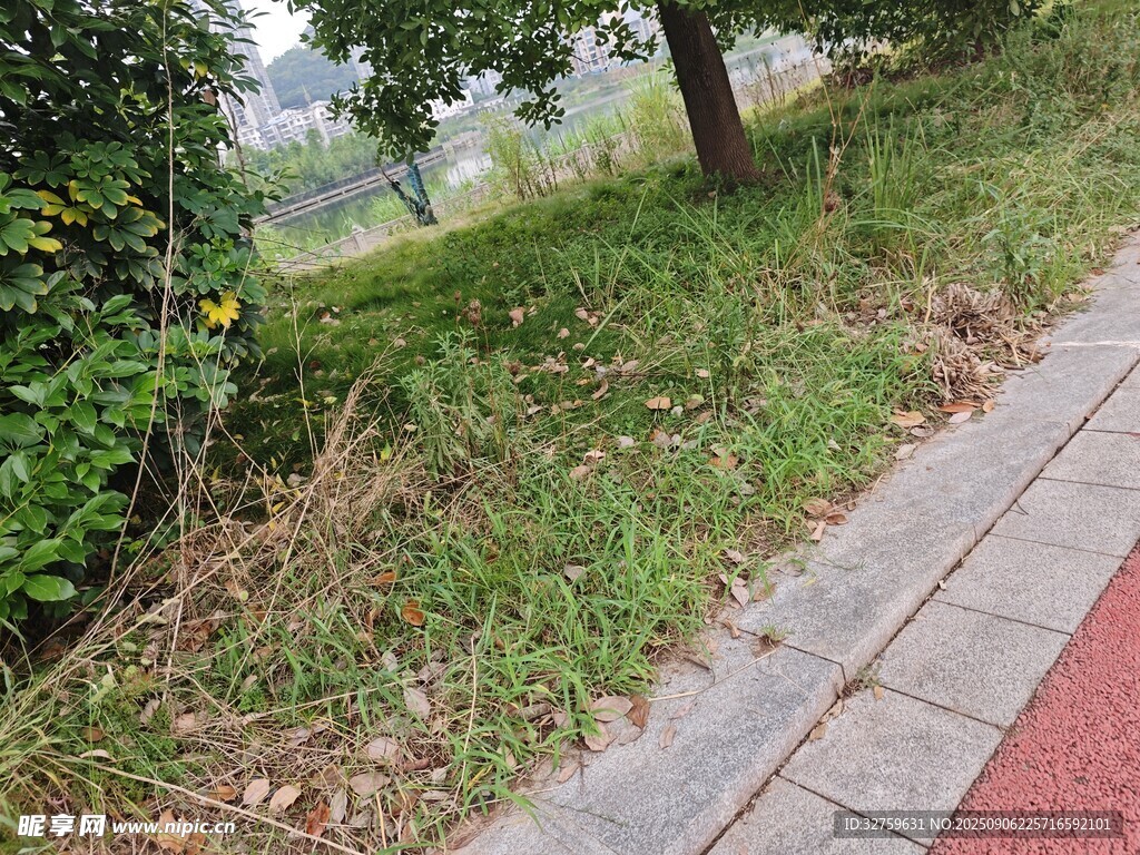 路边草地与绿植景观