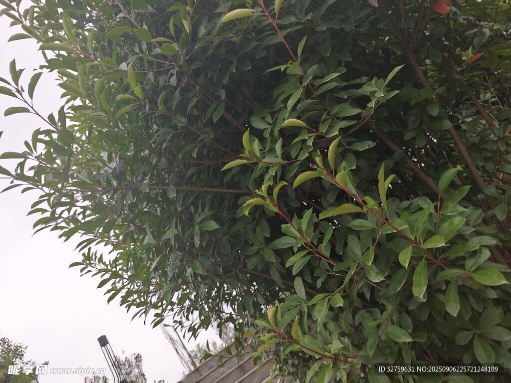 绿叶繁茂的绿植景观