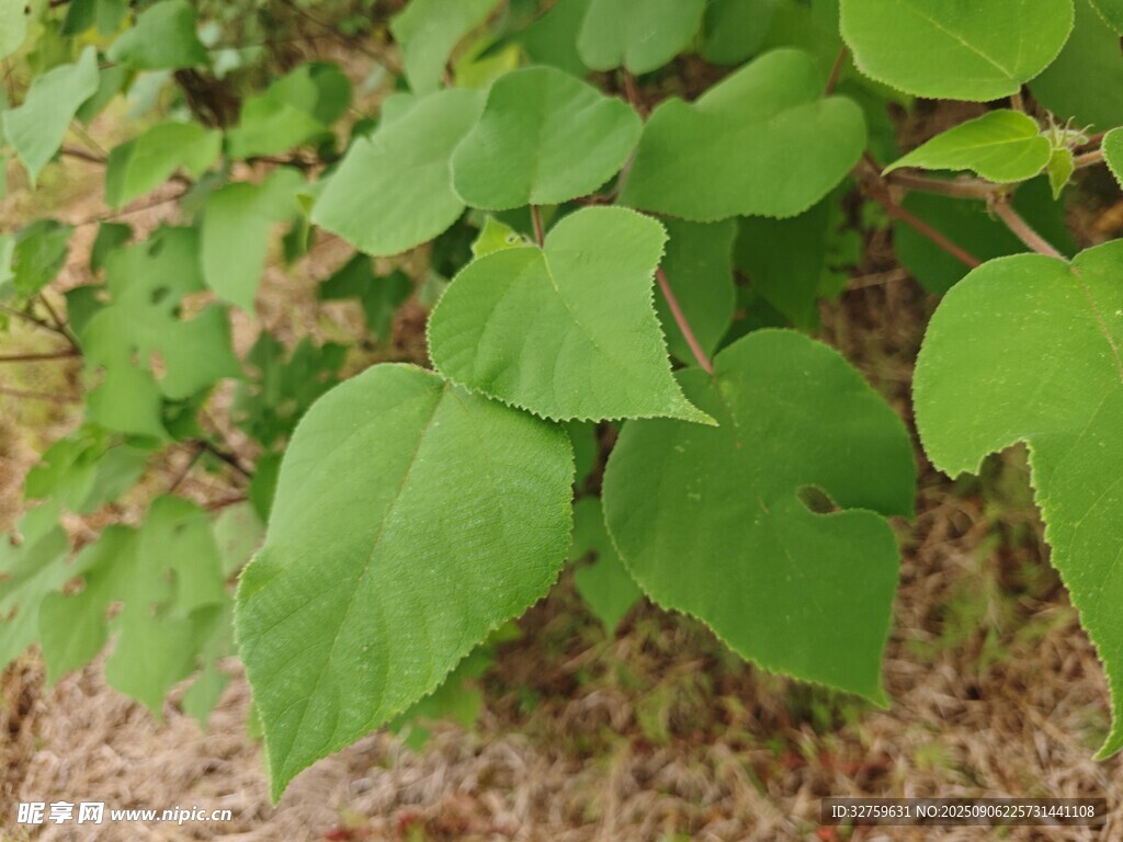 嫩绿叶片 