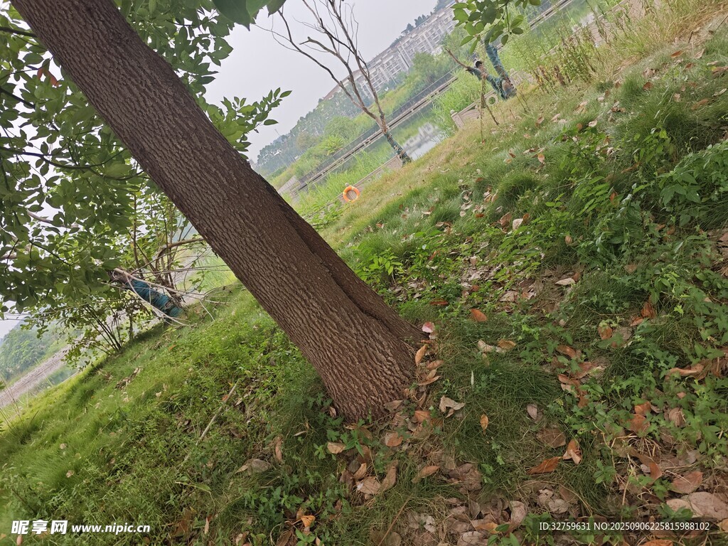 树下草地风景