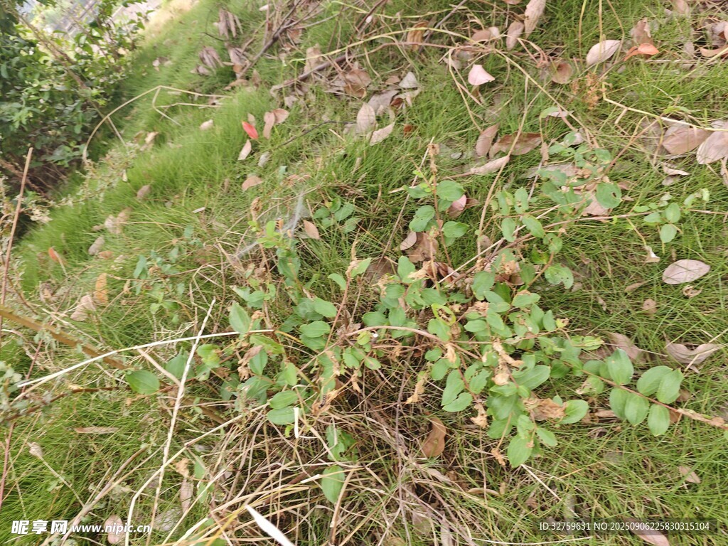 野外生长的绿色植物