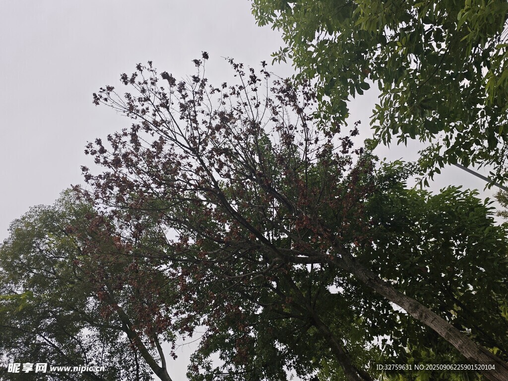 茂密树林中的树冠景象