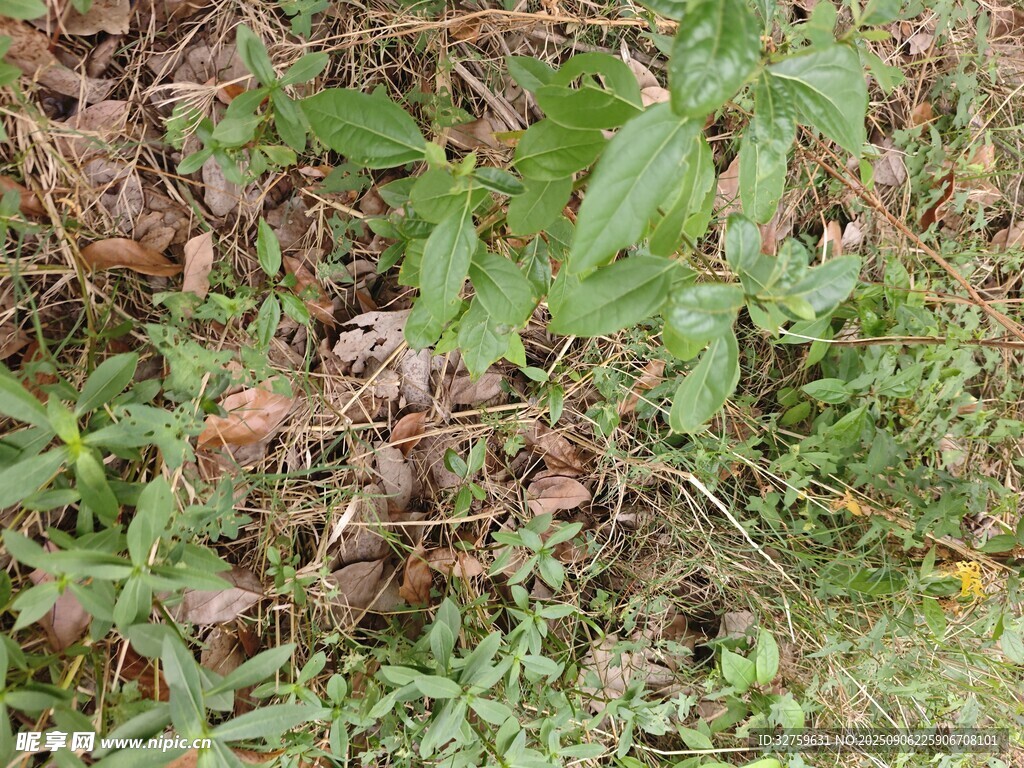 野外繁茂的杂草植物