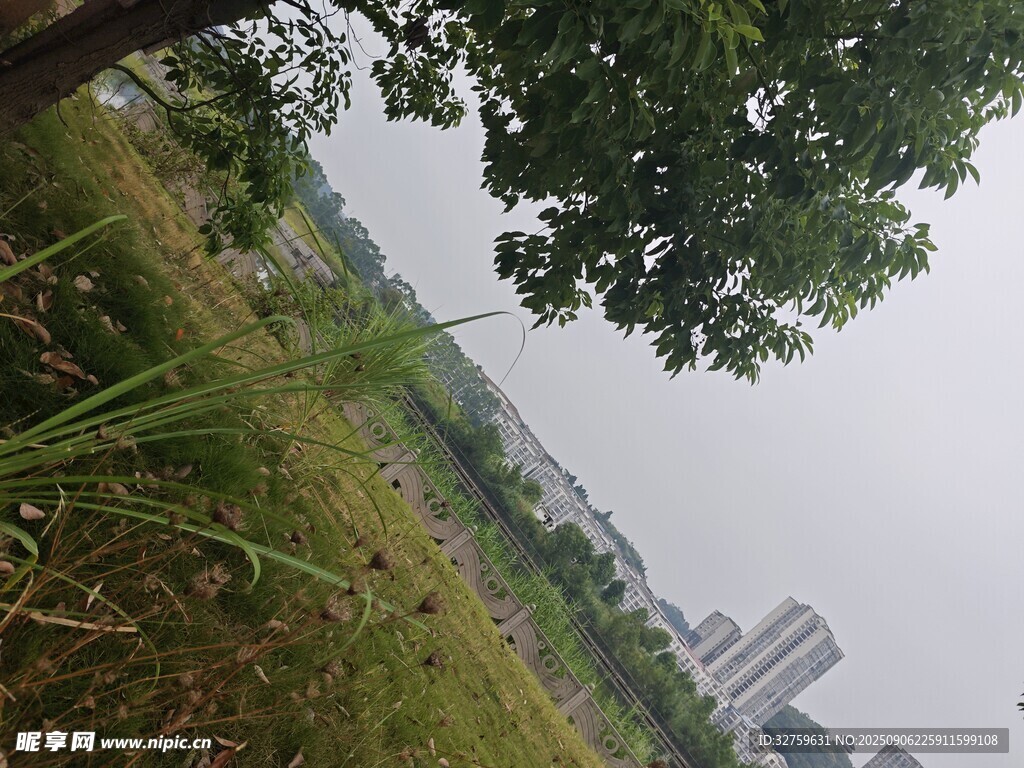 城市边的绿树草地景观
