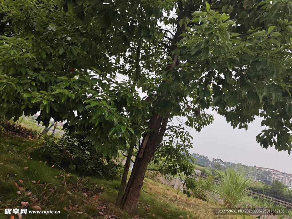 野外绿树风景