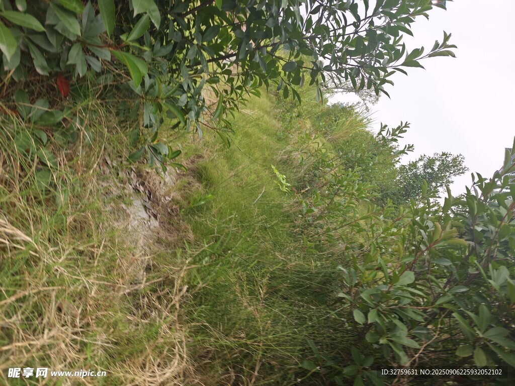 野外绿植丛生景象