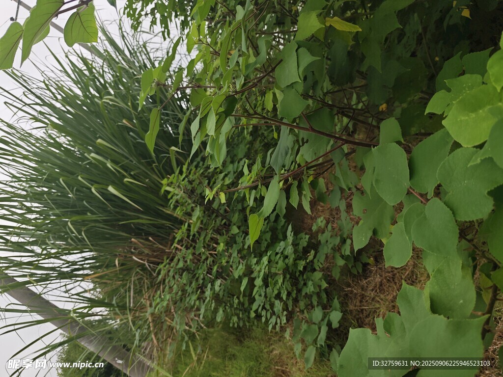 繁茂绿植景观
