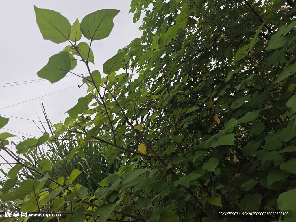绿叶繁茂的植物景观