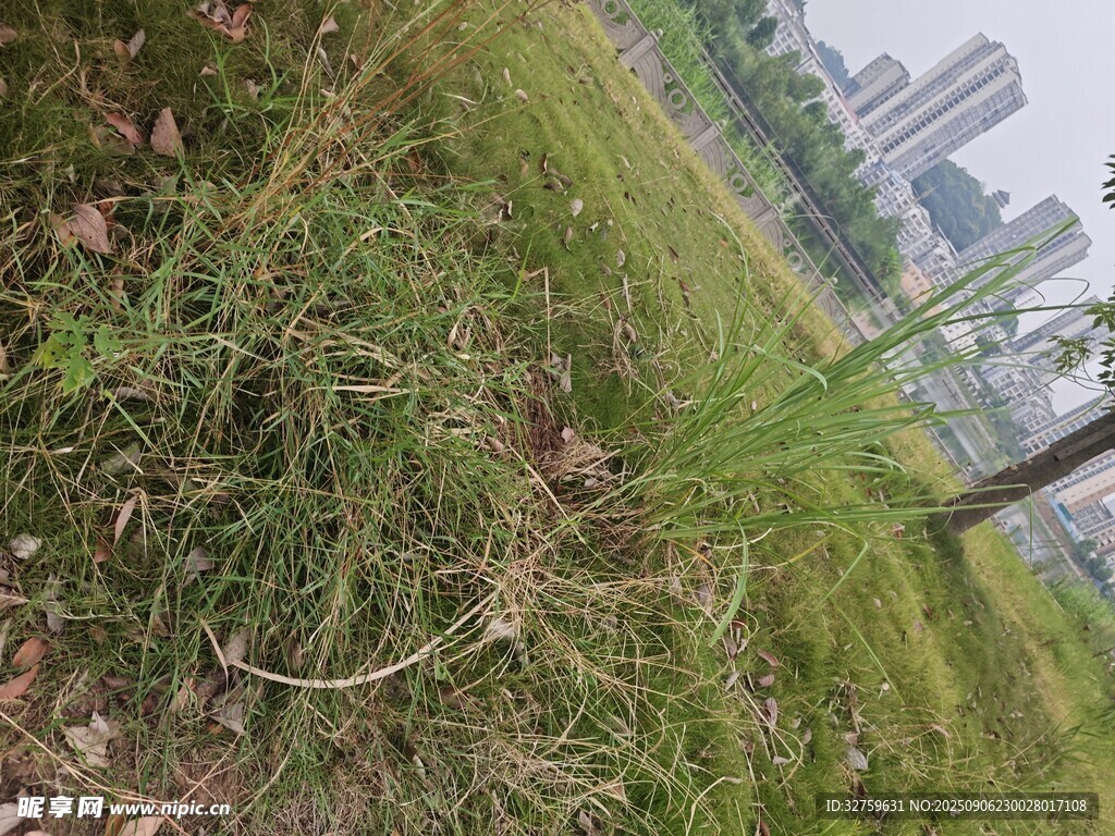 城市边的草地景象