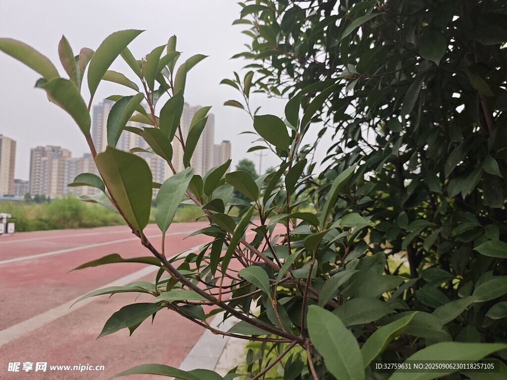 路边绿植特写