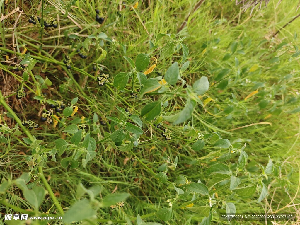 繁茂绿植景观