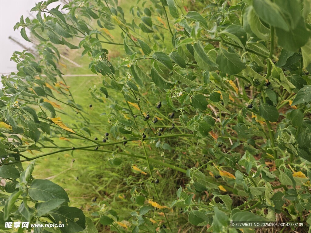 绿意盎然的植物景观