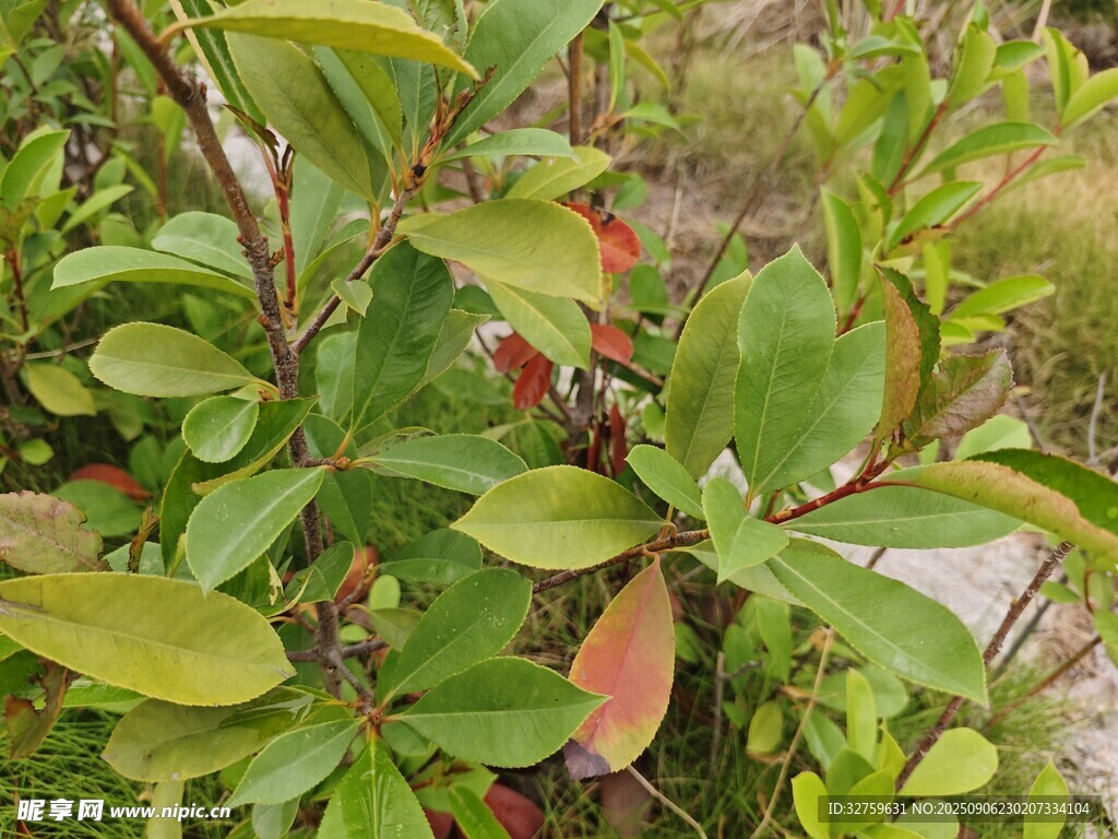 绿叶红梢的植物景观