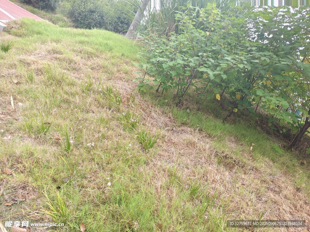 户外草地绿植景观