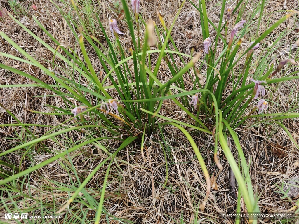 野外丛生的绿色植物