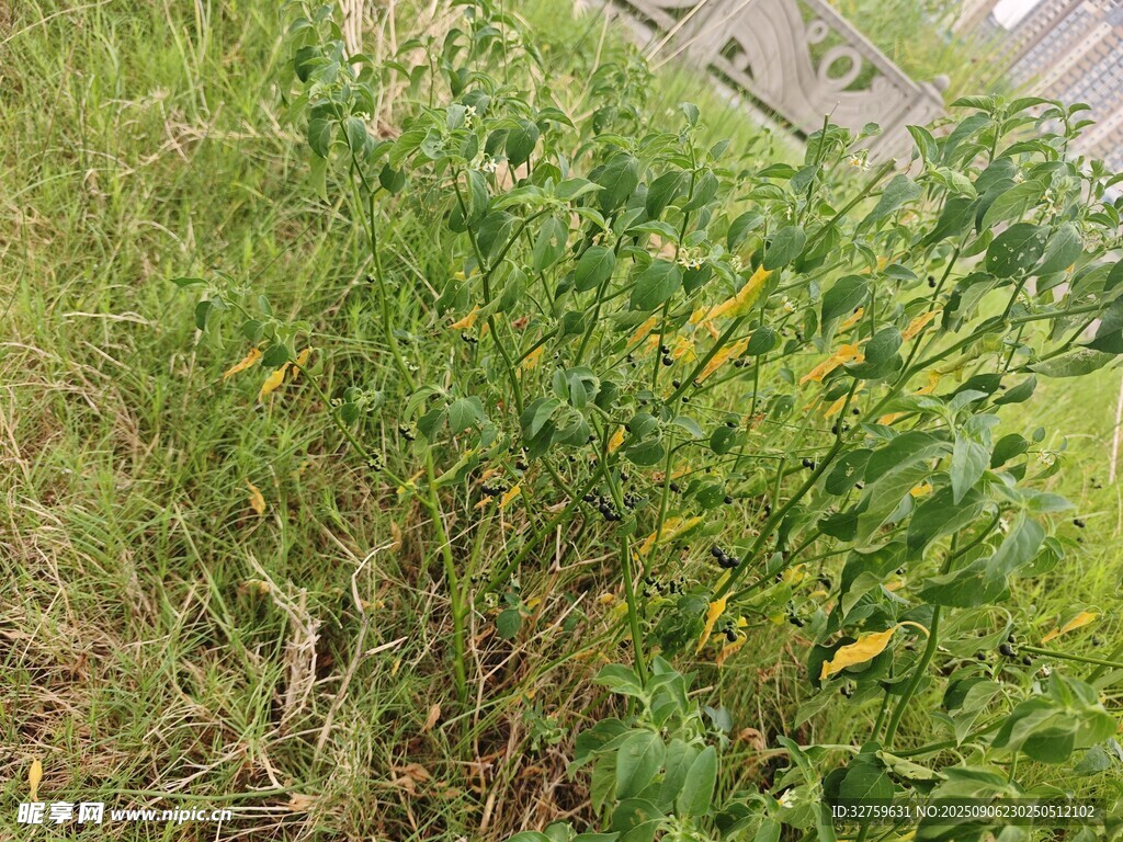 野外丛生的绿色植物