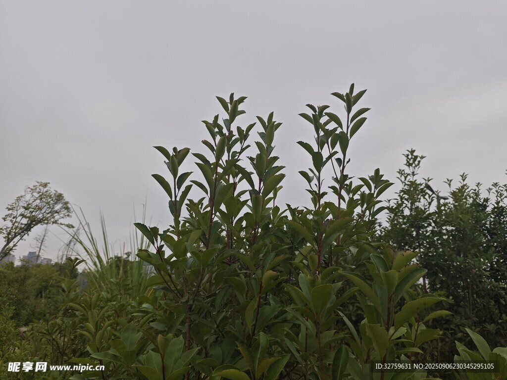 绿意盎然的植物景观