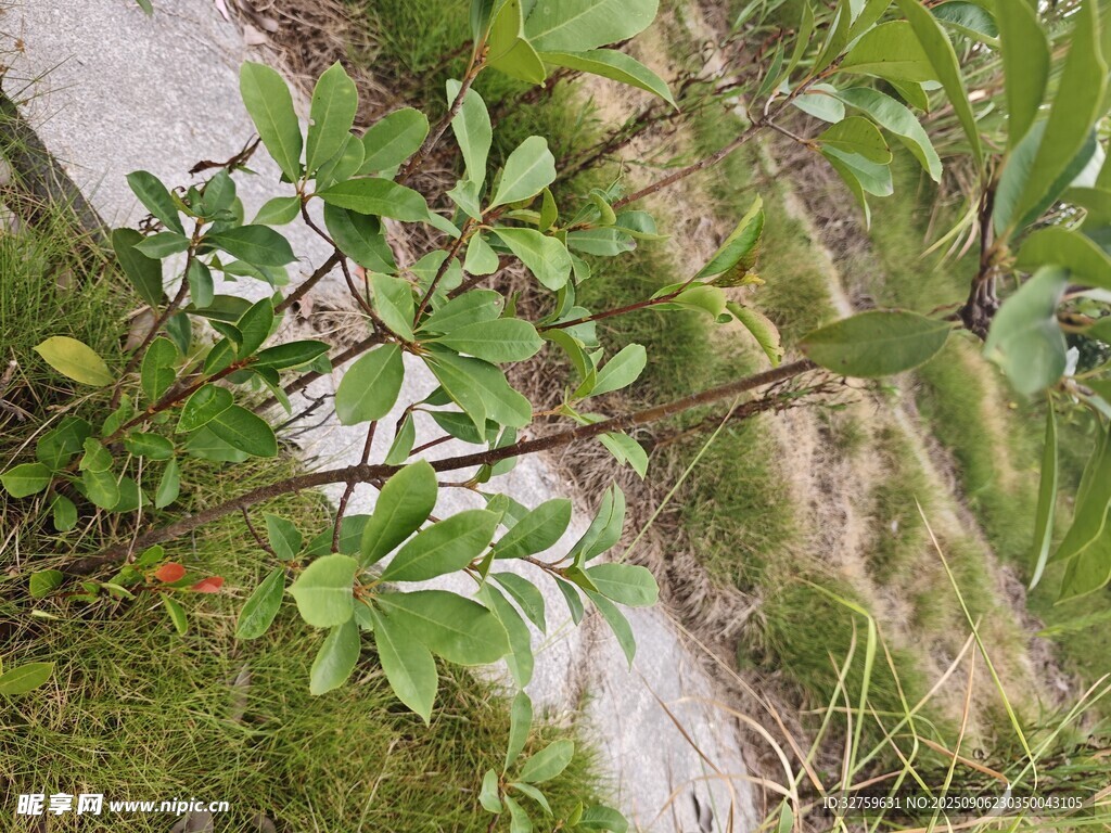 山间绿植 
