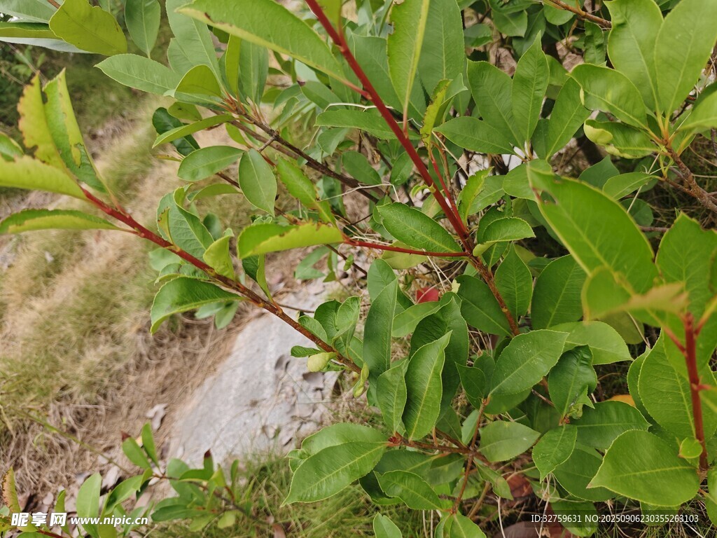 路边带刺绿植特写
