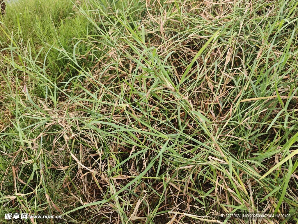 野外丛生的绿色杂草