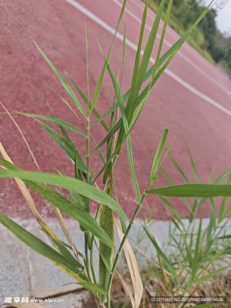 跑道边的嫩绿小草
