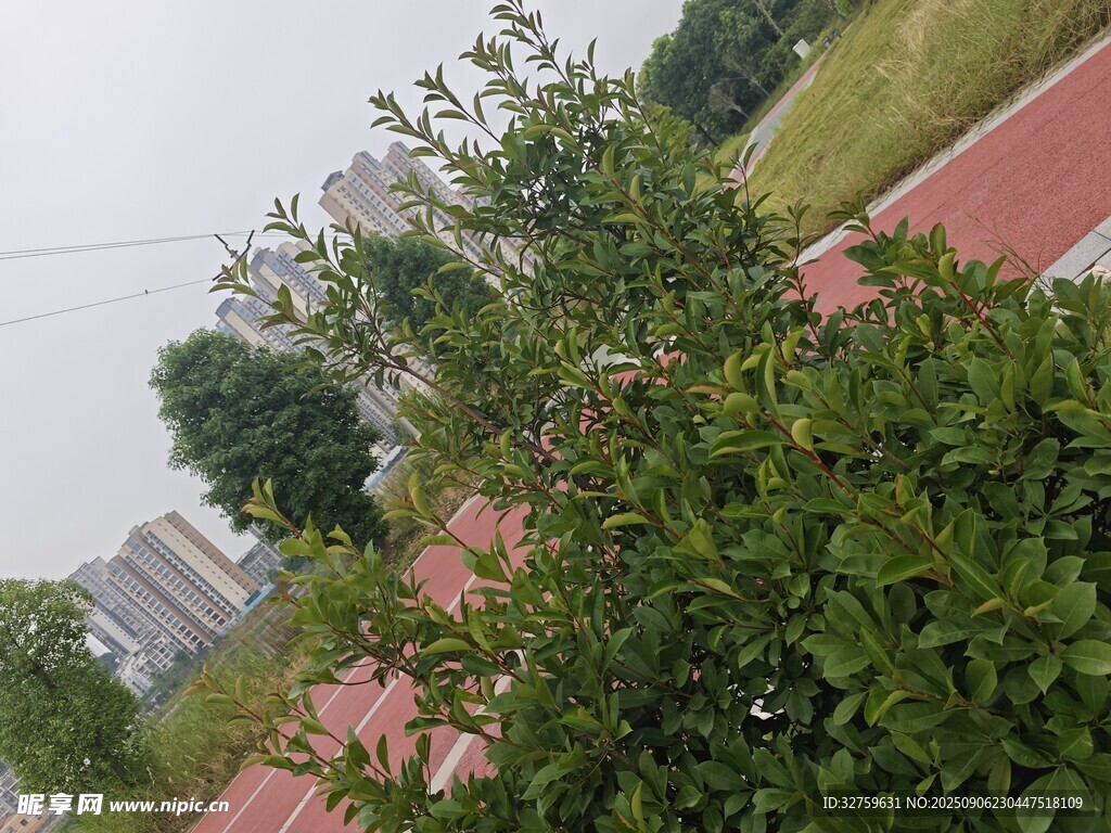 路边绿植景观