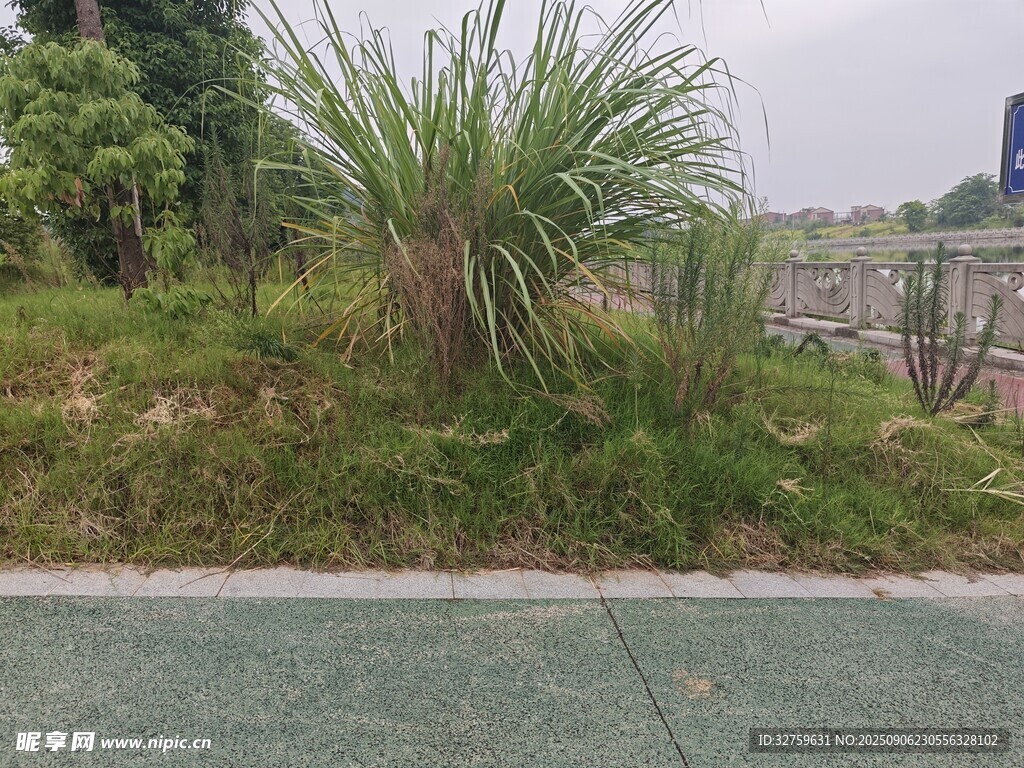 路边绿植景观