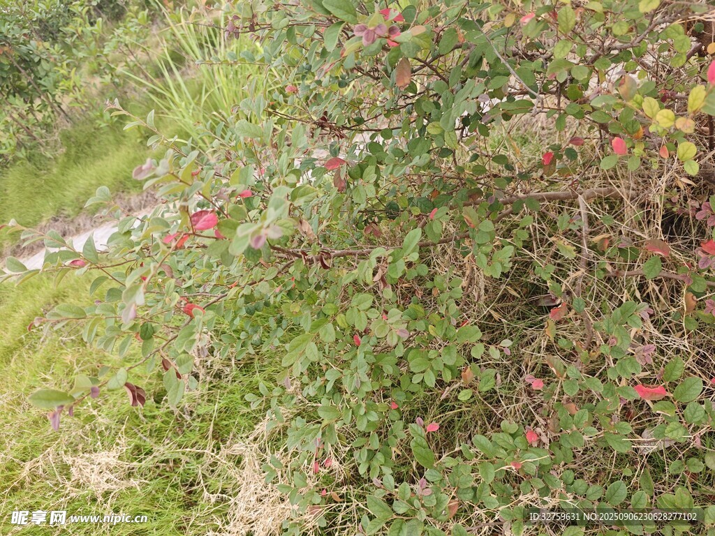 山坡上繁茂的绿植与红果