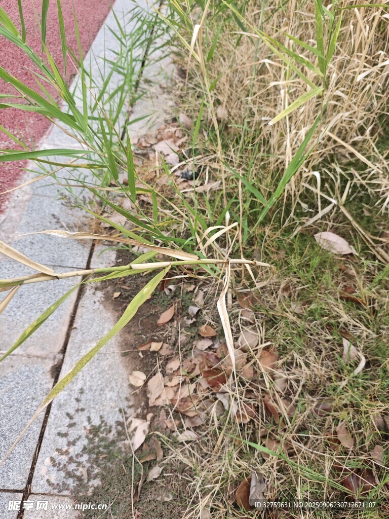 路边生长的杂草