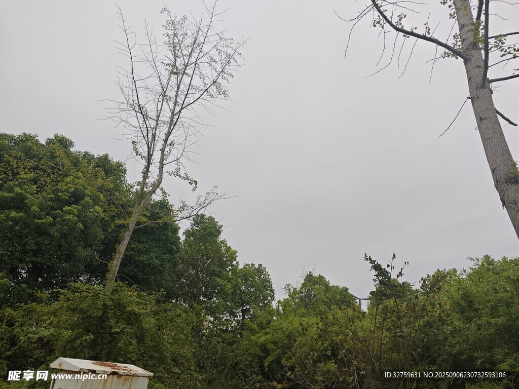 枯树立于葱郁树林间