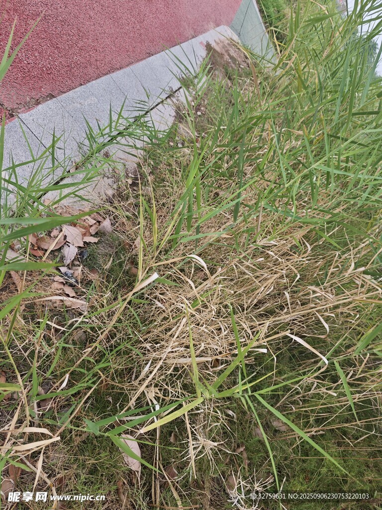 草丛中的红色物体