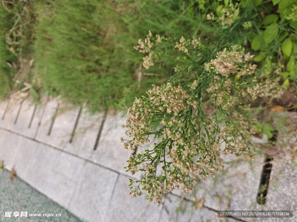 墙边绿植特写