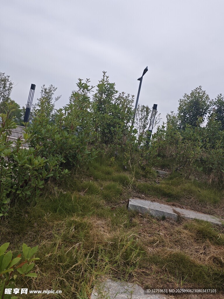 野外草地中的灯杆与绿植