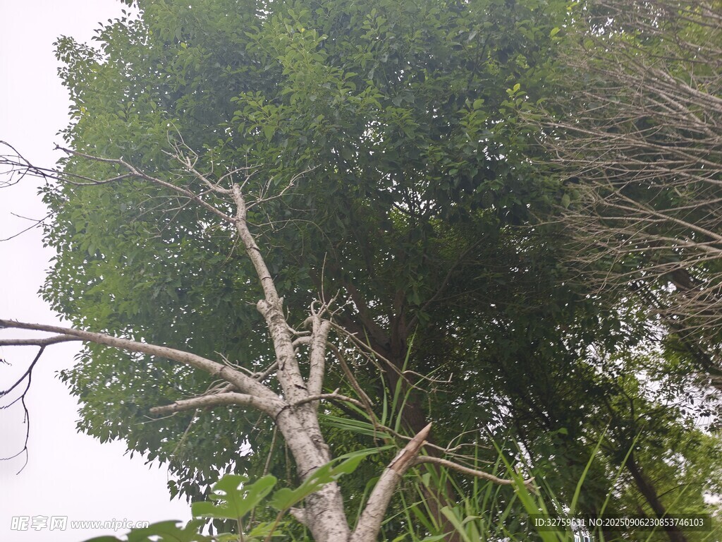 仰视茂密树林