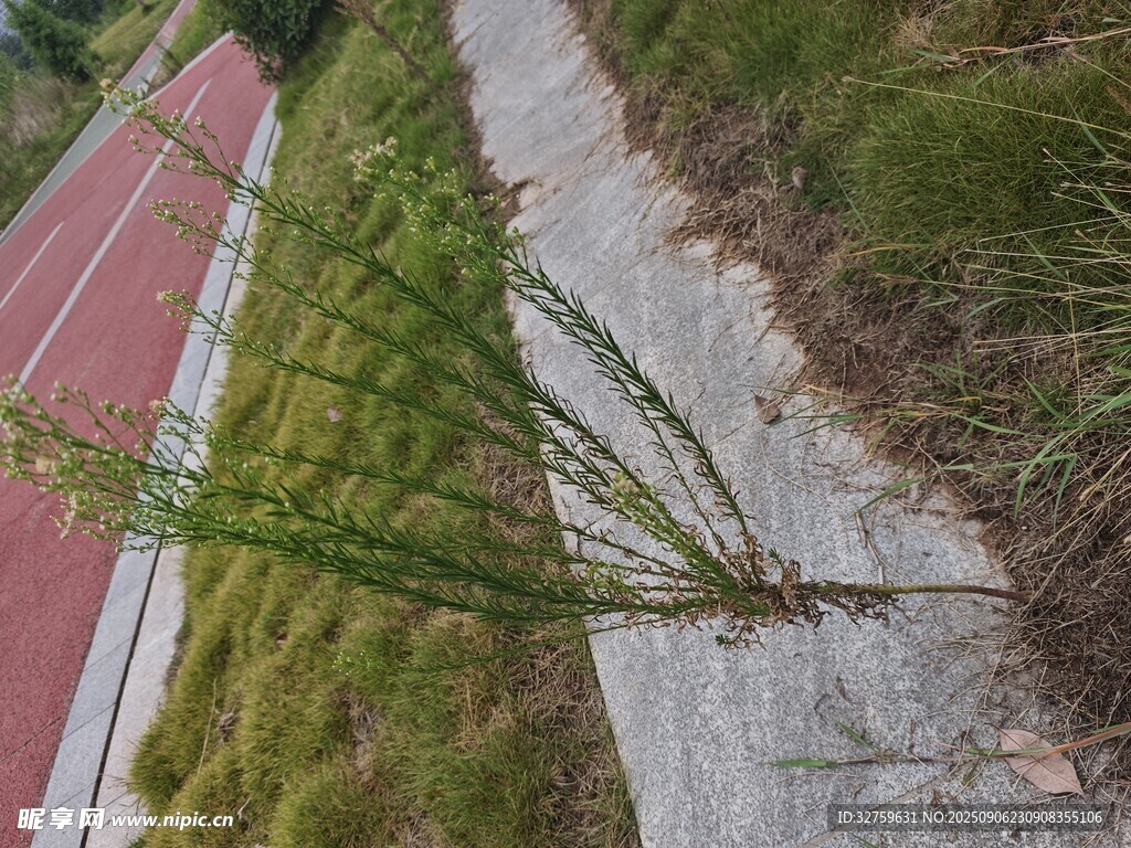 路边生长的绿色植物