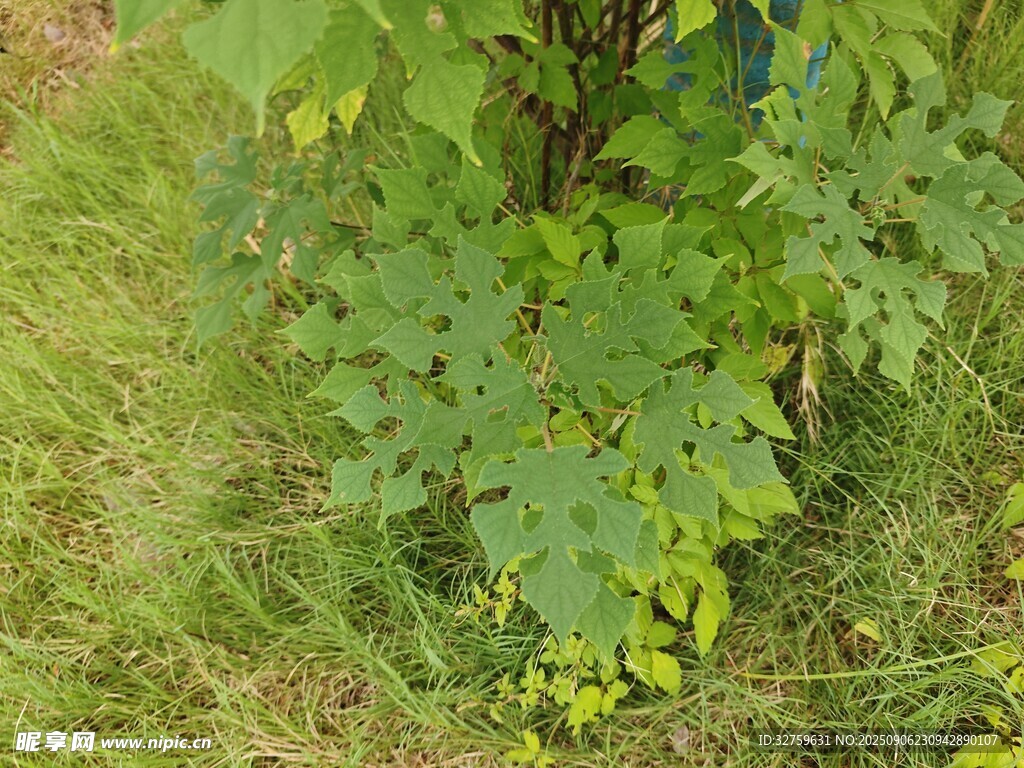绿叶繁茂的地面植物